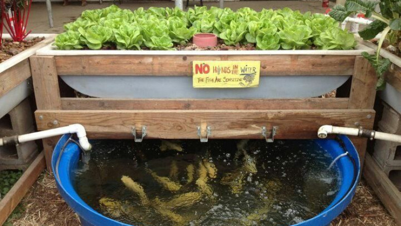 Aquaponics Market Overview Highlighting Global Growth Drivers, Opportunities, and Evolving Agricultural Practices