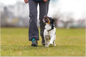 How To Teach a Dog To Heel | ElleVet ...