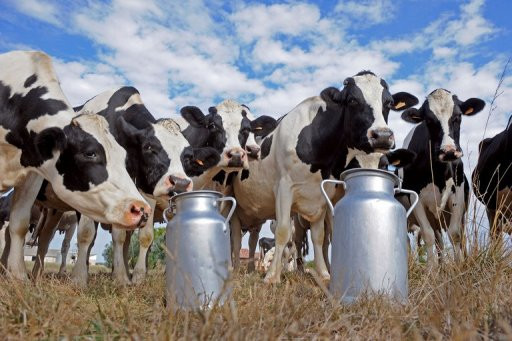India Dairy Industry