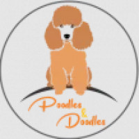 standardpoodlesanddoodles