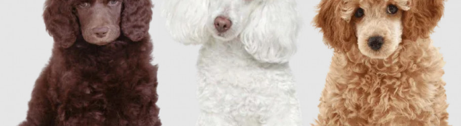 standardpoodlesanddoodles