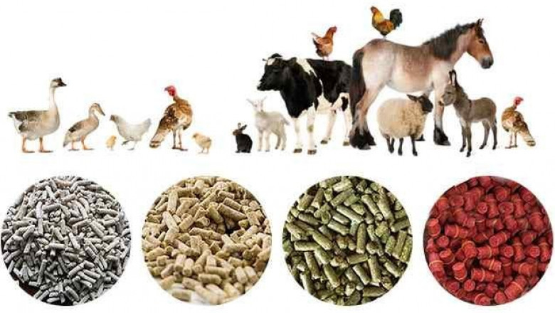 Animal Feed Probiotics Market Dynamics: Understanding Growth, Trends, and Opportunities for the Future