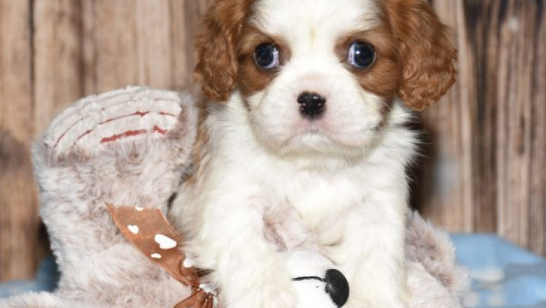 Finding Your Perfect Puppy: A Guide to French Bulldogs and Bulldog Adoption ðū