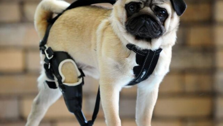 Veterinary Orthotics-Prosthetics Market Competition: Key Players, Trends, and Challenges in 2025