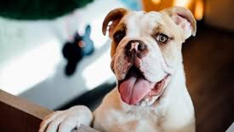 Dog Boarding Near Me Portland