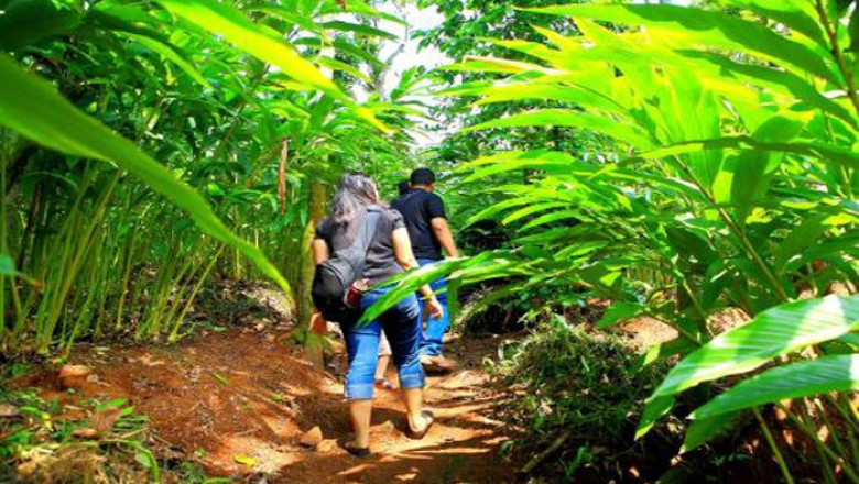 Luxury Plantation Resorts in Thekkady I Reen Resorts