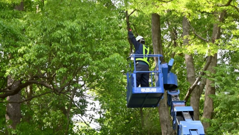 How Tree Removal Can Improve Your Landscape and Lawn Health