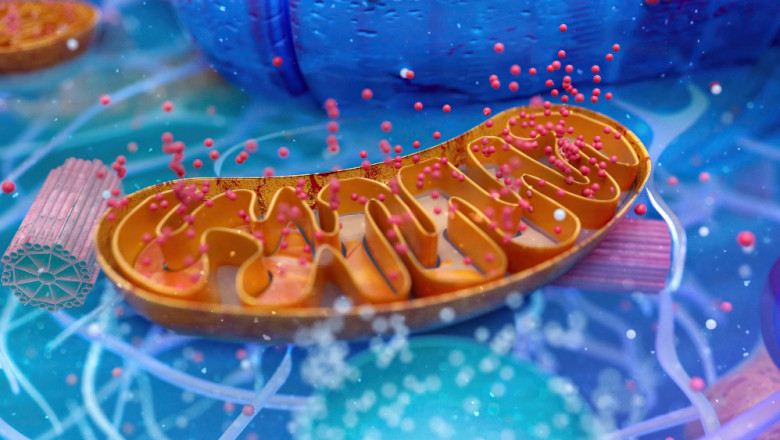 Advances in Diagnostic Techniques for Campylobacter Infections