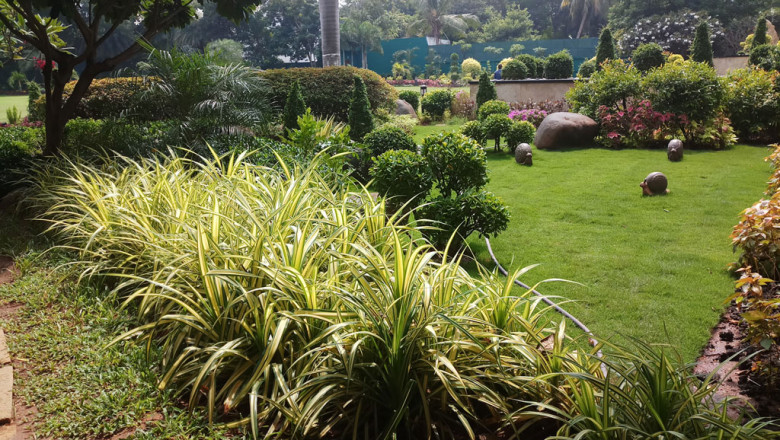 The Ultimate Guide to Garden Success: Top Tips for Healthy Plants and Vibrant Blooms