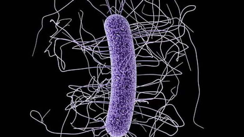 Market Insights: How REBYOTA Is Changing the Clostridium difficile Infection Landscape