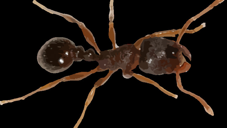 Ant Pest Control Service - People’s Pest Control