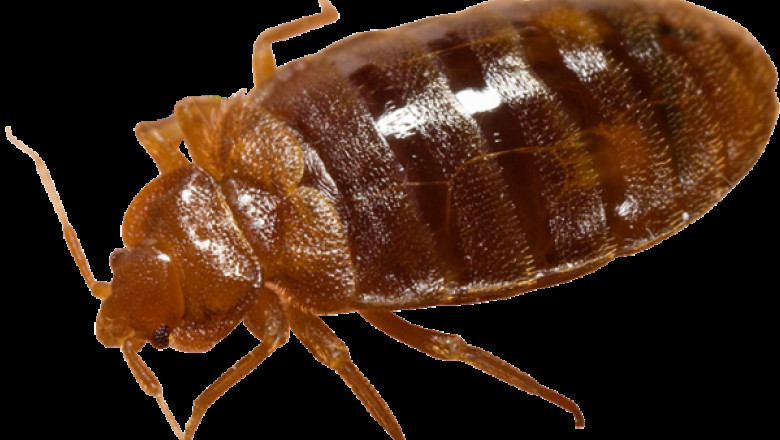 Bed bug Pest Control Service - People’s Pest
