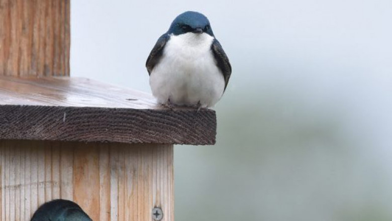 Bird Pest Control - People’s Pest