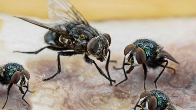 Flies Pest Control Treatment - People’s Pest