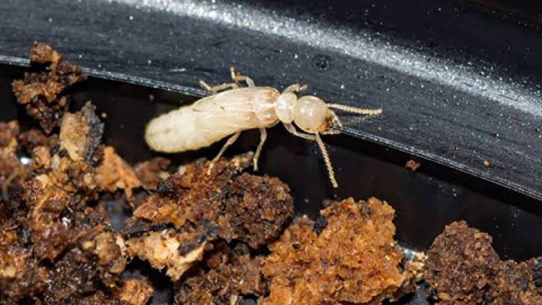 Termite Pest Control Service - People’s Pest Control