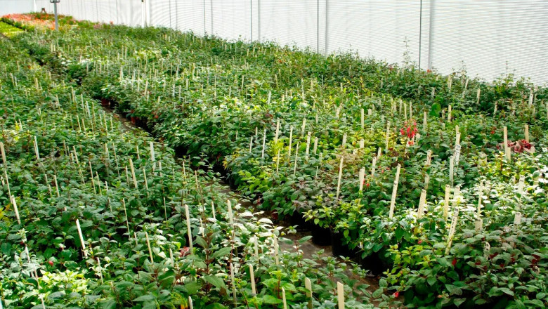 Wie man Mutterpflanzen über Jahre gesund und produktiv hält