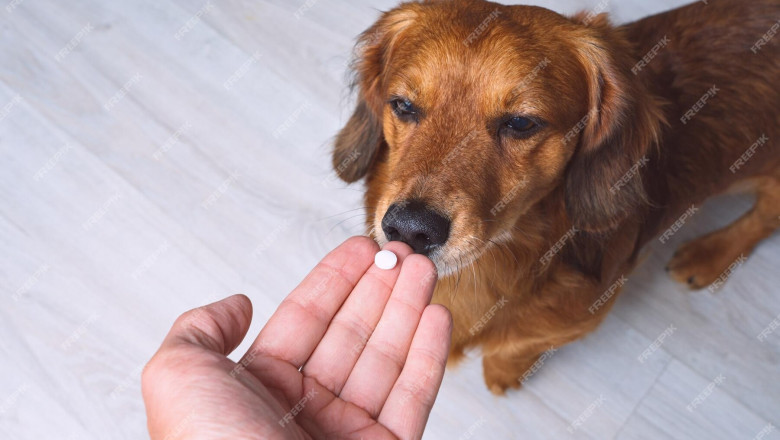 Europe Dog Dewormers Market: Trends, Growth, and Forecasts to 2033