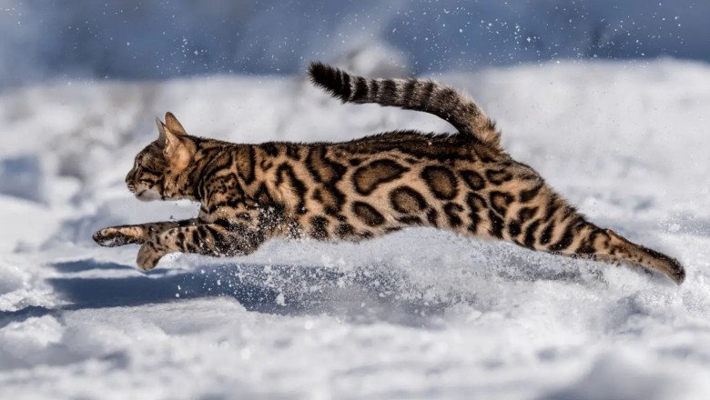 The Fascination with Asian Leopard Cats: What to Know Before Buying