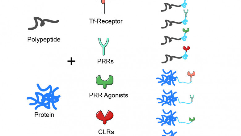 CD Bioparticles Introduces Innovative Agonist-Based Adjuvants for Enhanced Vaccine Efficacy