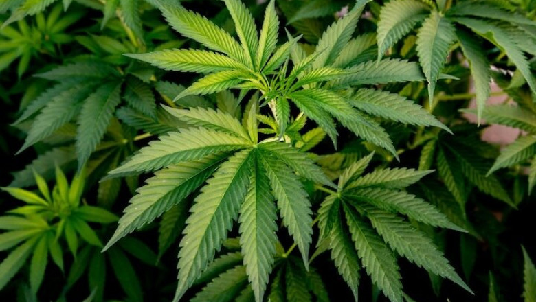 Wie du deine Cannabis Pflanzen vor Schädlingen schützt