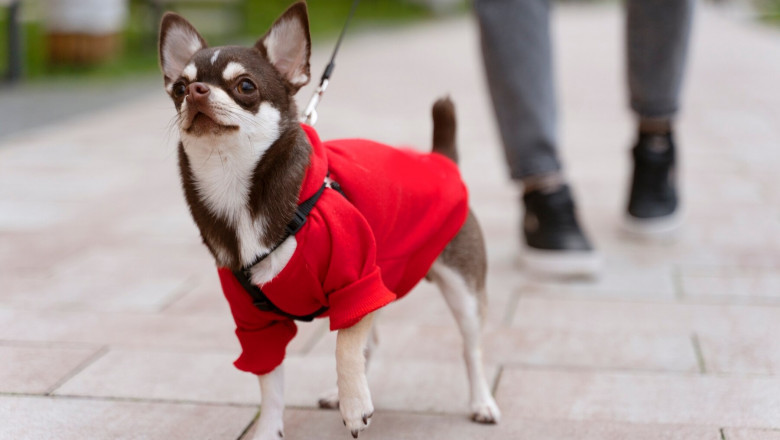 Exploring the Future of Pet Wearables in Europe: Market Growth, Opportunities, and Forecasts (2023-2033)