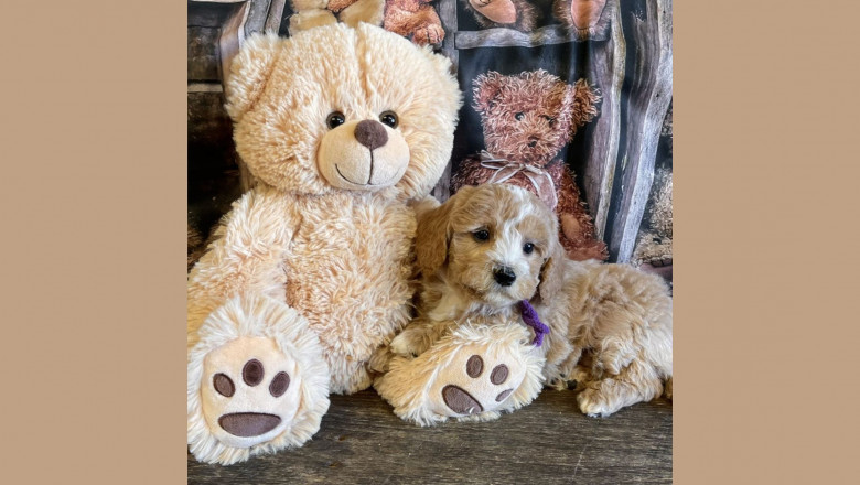 Don't Get Scammed: Buying an F1BB Mini Labradoodle Safely