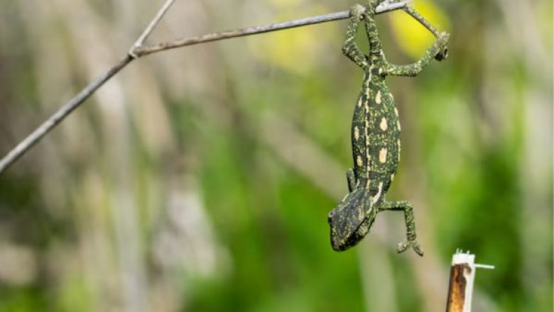 How to Control a Lizard: Effective Solutions and Tips