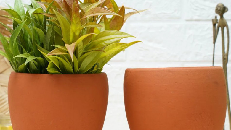 Struggling with Overwatering? How Mud Pots Naturally Balance Moisture