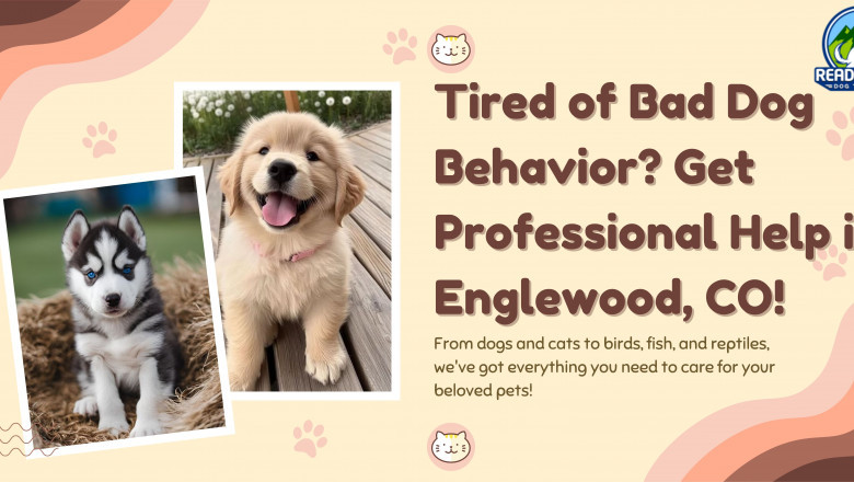 Tired of Bad Dog Behavior? Get Professional Help in Englewood, CO!