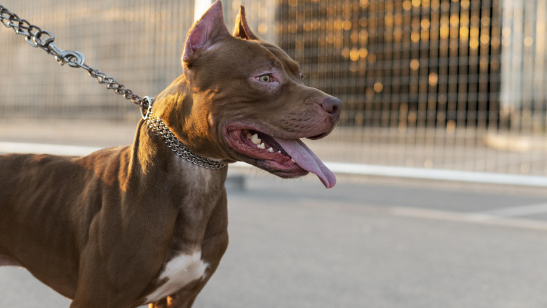 What’s the Best Approach to Train an Aggressive Dog