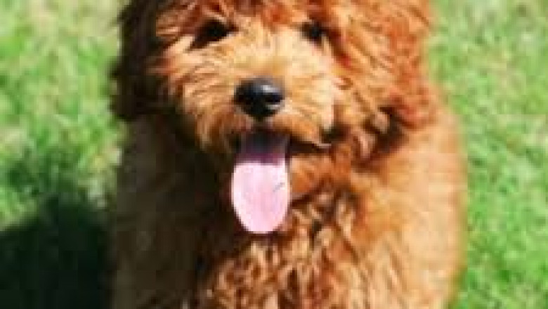 Goldendoodle Puppies Price Coimbatore: The Bottom Line