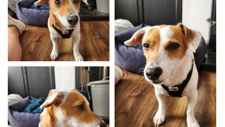 The Ultimate Guide To Puppy Training And Socialization