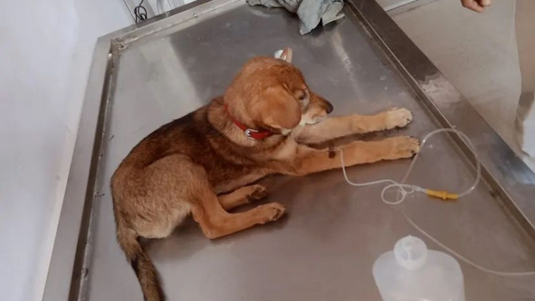 top pet spa clinic in hyderabd