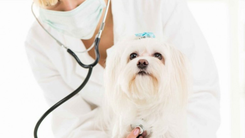 Unlocking Benefits of Animal Acupuncture: A Path to Your Pet’s Wellness