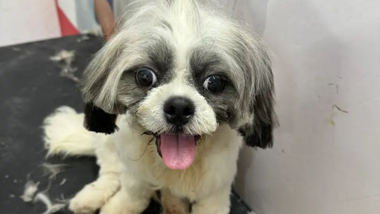 Best Pet Grooming in Hyderabad – MR. Pet Spa & Clinic