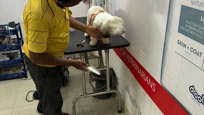 Pet Grooming services in Hyderabad