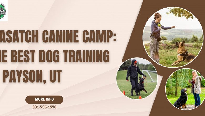 Wasatch Canine Camp: The Best Dog Training in Payson, U