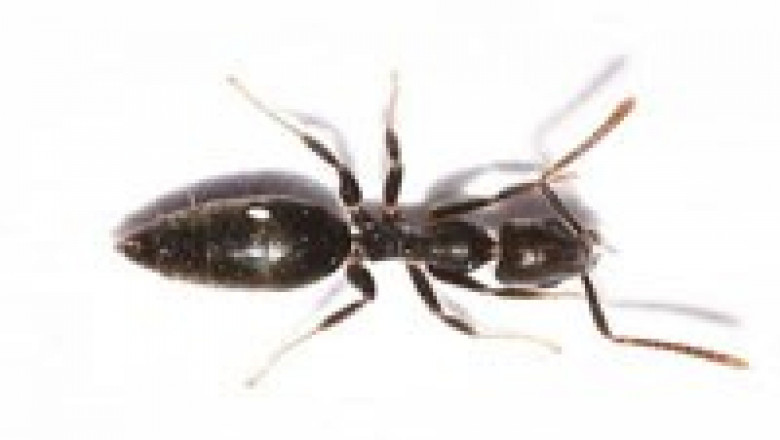Eliminate Ants for Good Professional Pest Control Services Across Melbourne