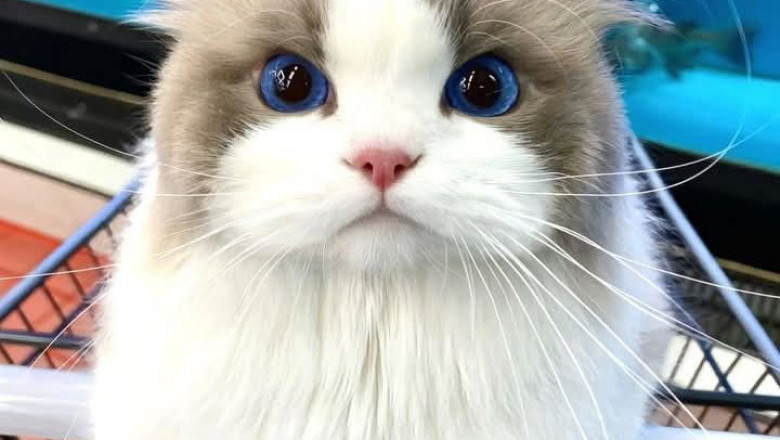 PetMD: Your Trusted Resource for Comprehensive Pet Health and Care