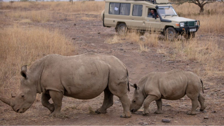 African Safaris and Tours: How to Plan Your Dream Adventure
