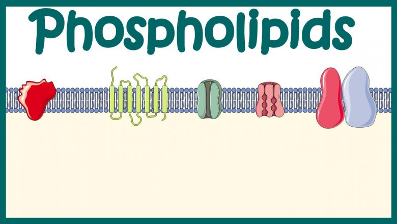 Phospholipids Market Intelligence: Key Industry Insights, Market Share, and Future Growth Projections