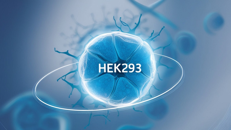 HEK293 Cells: A Cornerstone of Biomedical Research and Biotechnology