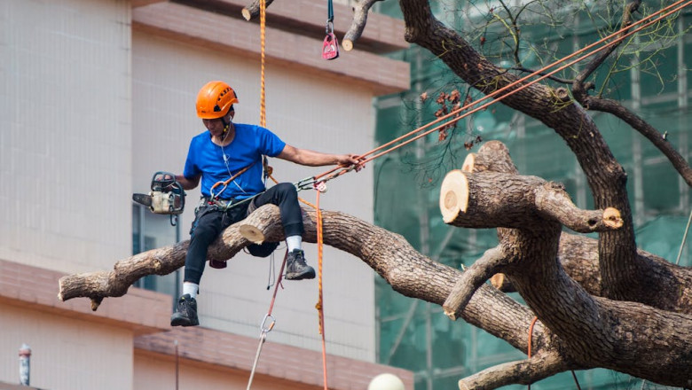 Safe & Efficient Tree Removal in Salt Lake City: Protect Your Home & Property