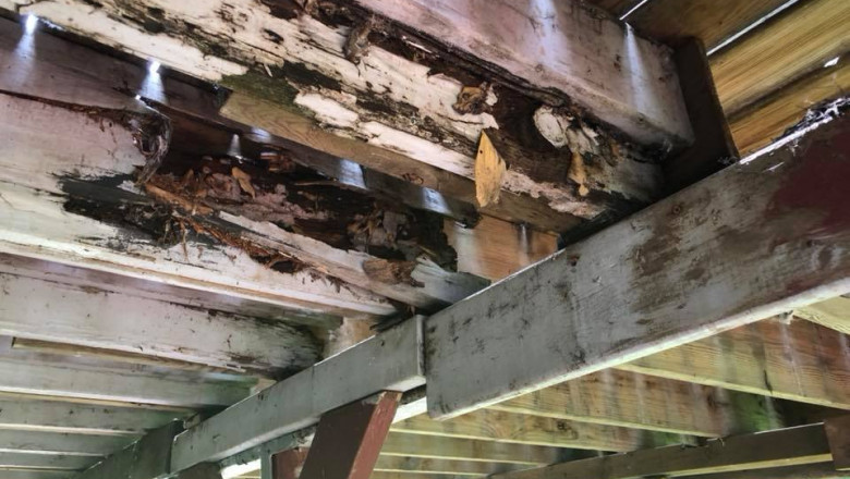 Termites Alert Why You Should Book a Termite Inspection ASAP