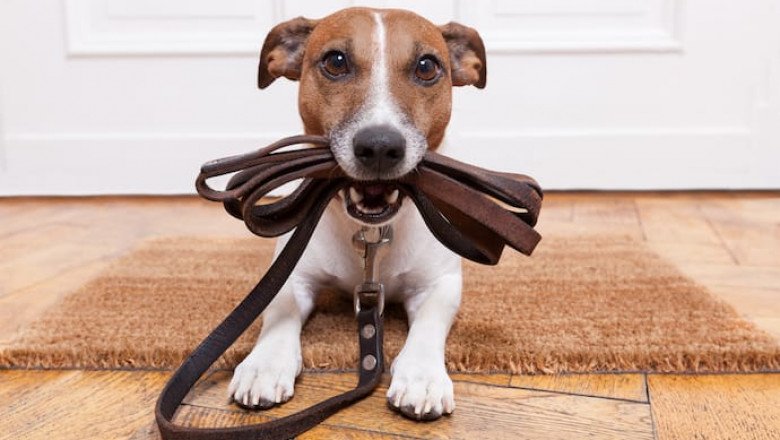 πΎ Dog Running Services in NYC: Keeping Your Pup Active and Healthy πββοΈπ