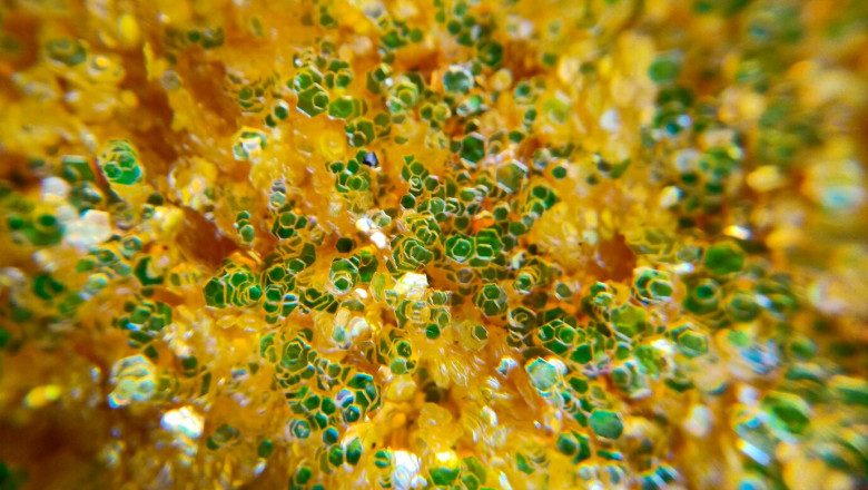Marine Enzymes Market Analysis: Future Trends and Potential in Pharmaceuticals, Food, and Biofuels Sectors