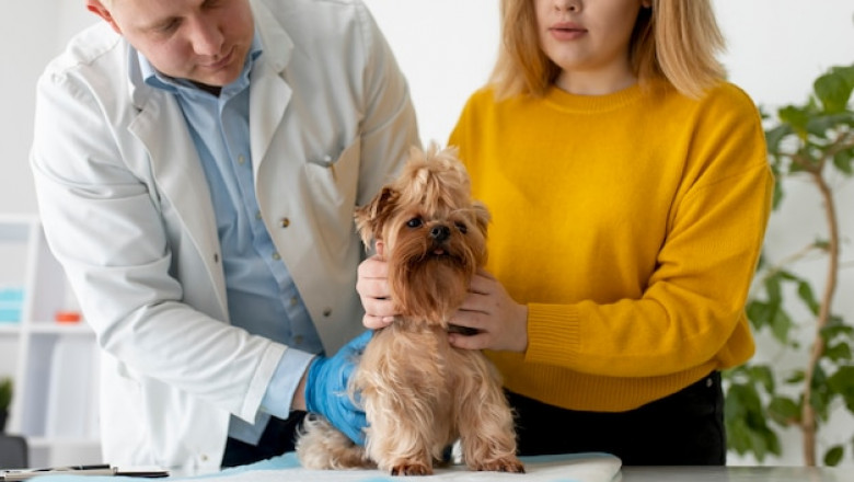 The Importance of Regular Check-ups at Spring Valley Pet Clinic