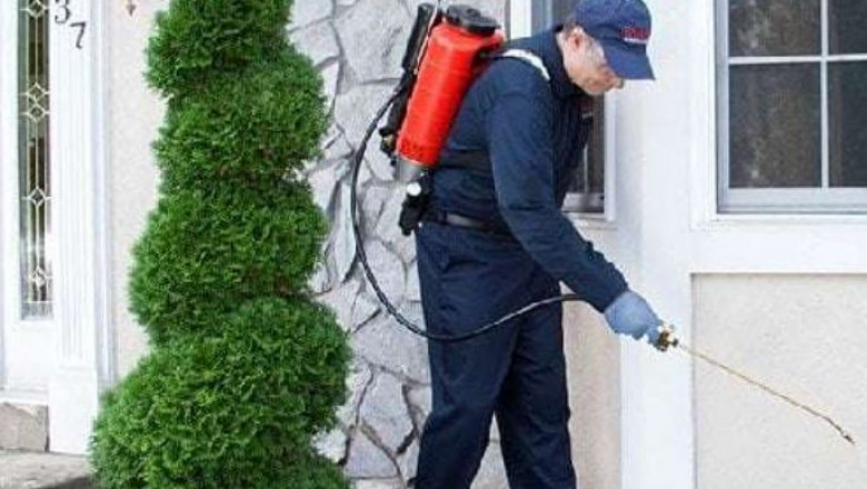 Ant Pest Control Perth