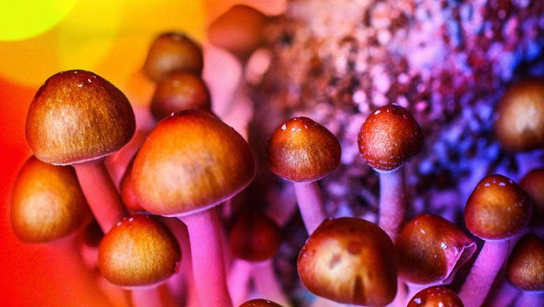 The Ultimate Guide to Ordering Magic Mushrooms Online ๐๐
