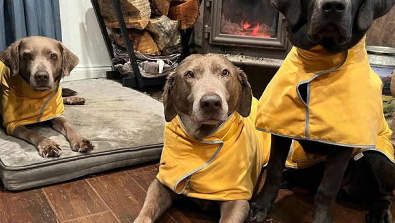 Why a Super Absorbent Dog Bathrobe is a Must-Have for Wet Pups?